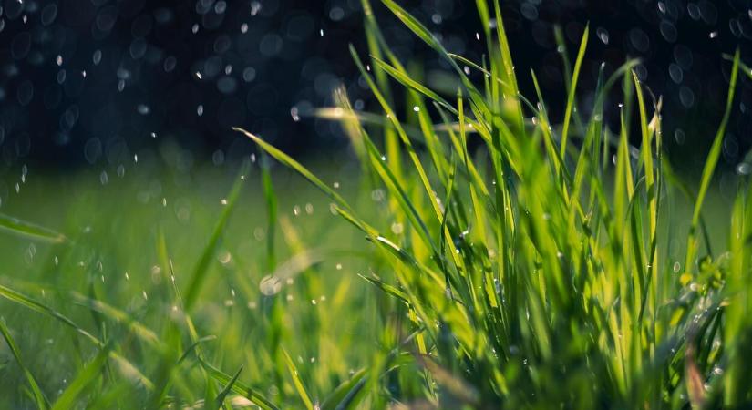 Élő gyep vagy műfű?