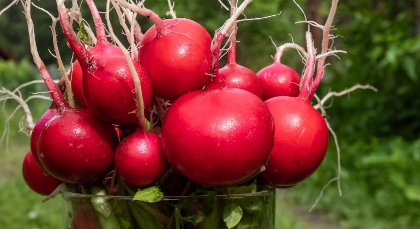 Ünnepeljük a hónapos retket!