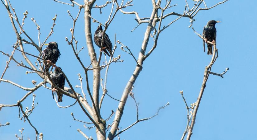 Nem kell csodálkozni, ilyenkor madarak is nyávognak az erdőben