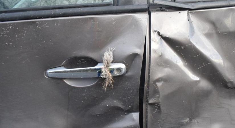 Szarvas ütött el egy autót a Balatonnál (galéria)