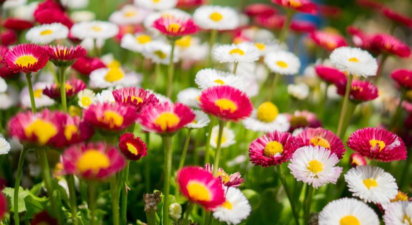 A virághagymák gyorsabban fejlődnek a kertben, ha beveti ezt a trükköt is