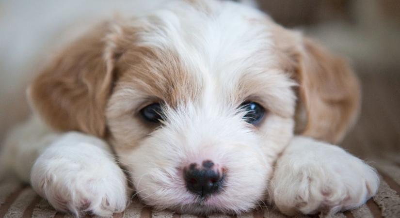 Belehasad a szív! Levideózták a kutyát, aki rájön, hogy örökbefogadták