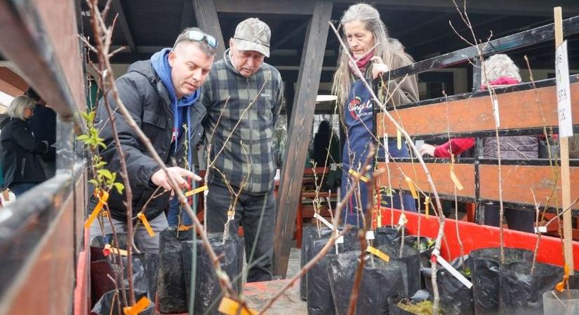 Ingyenes oltónapok a Bükk lábánál – megmentheted a régi gyümölcsfákat