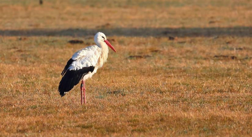 Megérkezett az első gólya Zalába – mutatjuk őt és hogy hol szállt le