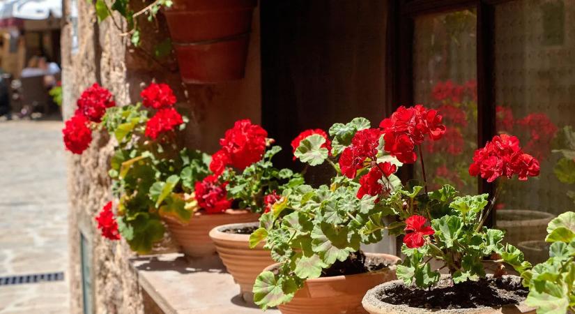 El ne késs – Itt az ideje felébreszteni a muskátlit a teleltetésből