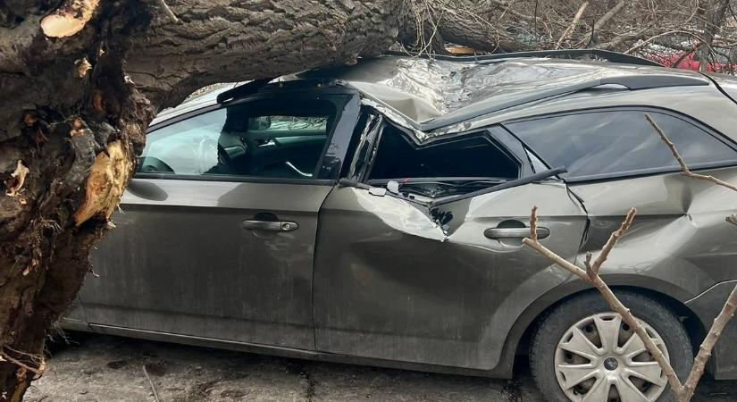 Csak a vakszerencsén múlt, hogy nem történt tragédia - újabb fa dőlt ki Békásmegyeren