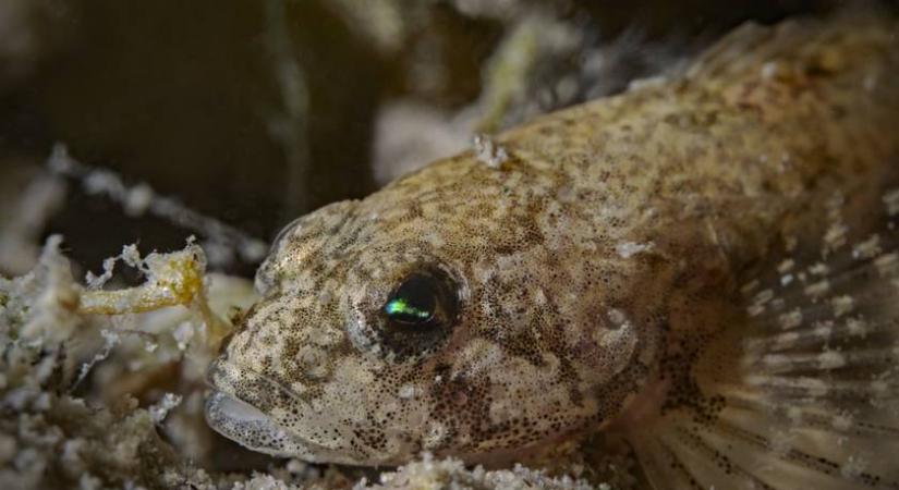 Botos kölönte és társai: te tudod, hogy milyen állatokat takarnak ezek a furcsa nevek?