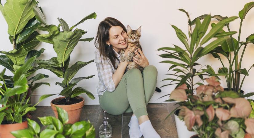 Ez a szobanövény a Feng Shui szerint észrevétlenül blokkolhatja a pénzenergiát – csak akkor, ha ide teszed