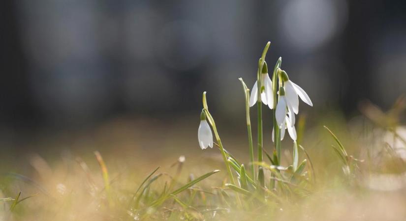 Tervezhetjük az első tavaszi kirándulást? Ilyen idő lesz hétvégén!
