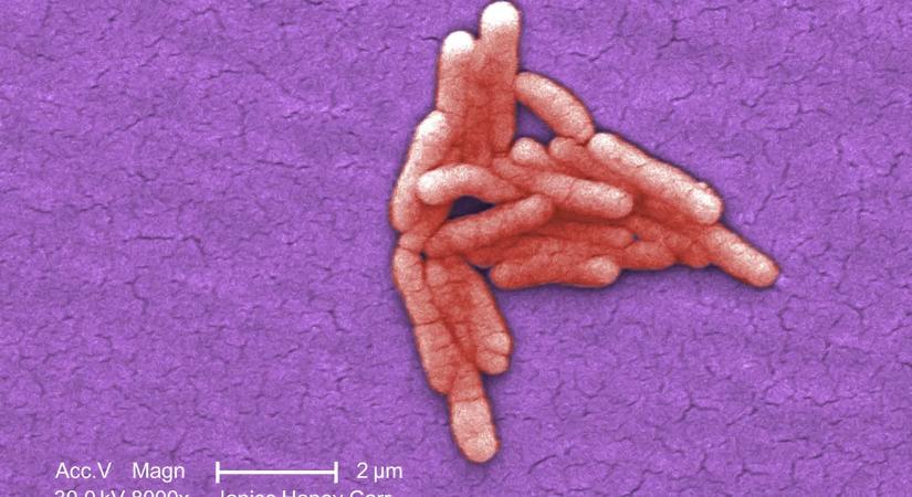 Visszatért az ősi gyilkos kór, és a gyógyszerek már nem hatnak rá