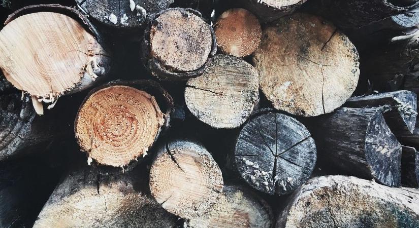 Kinek a fáját osztogatta sajátjaként a Tisza Párt jelöltje? - firtatják Balatonszemesen