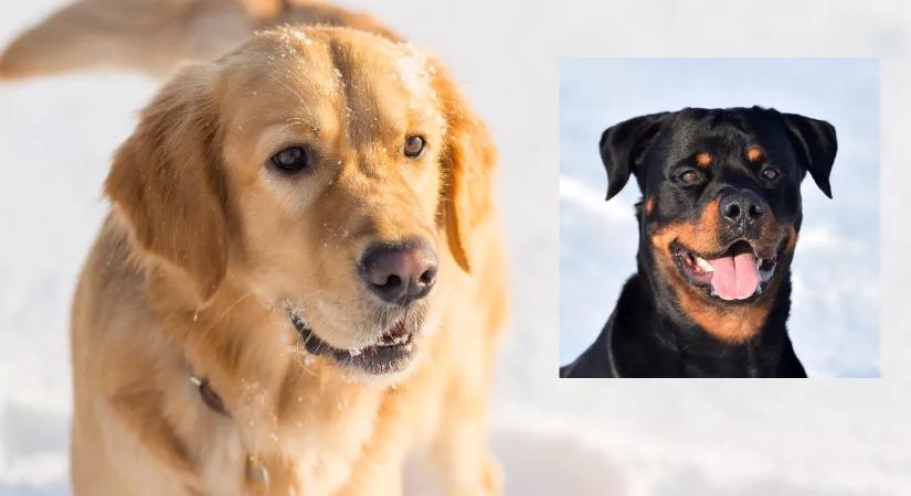 Golden retriever és rottweiler a szülők: ezek a kölykök születettek