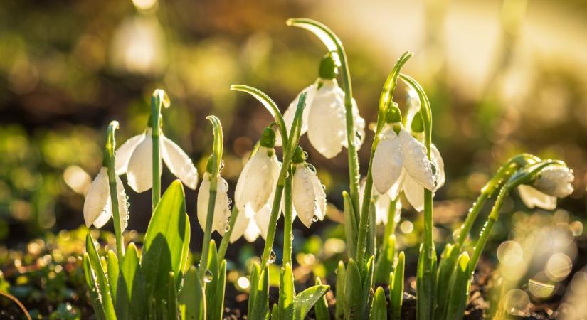 Tavaszias időre készülhetünk a hétvégén