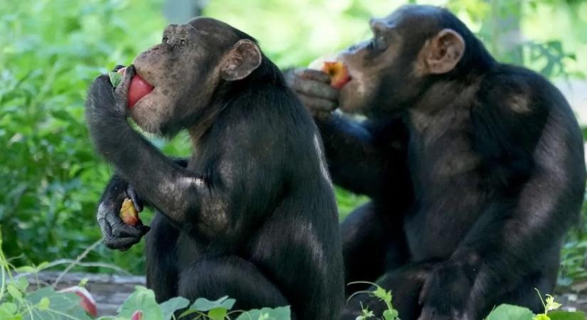 Legközelebbi rokonaink is imádják az alkoholt