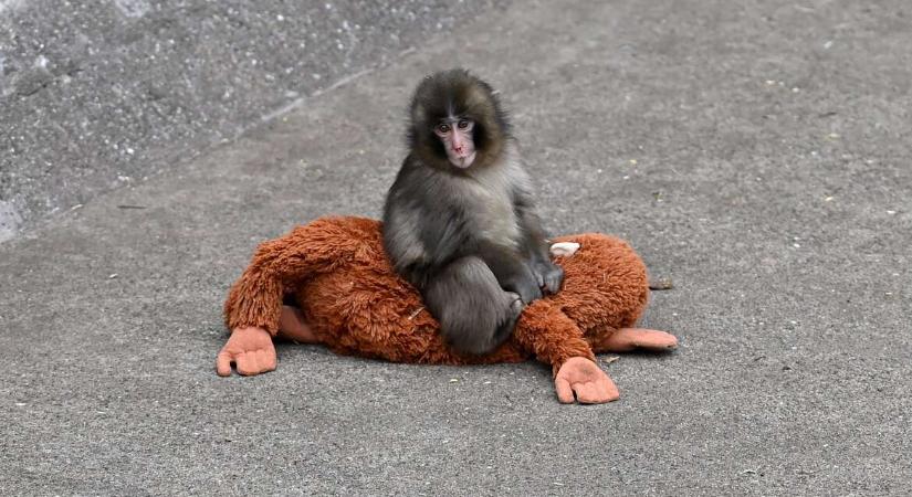 Már nem a plüssorángután az egyetlen barátja Punch majomnak, akit magára hagyott az anyja