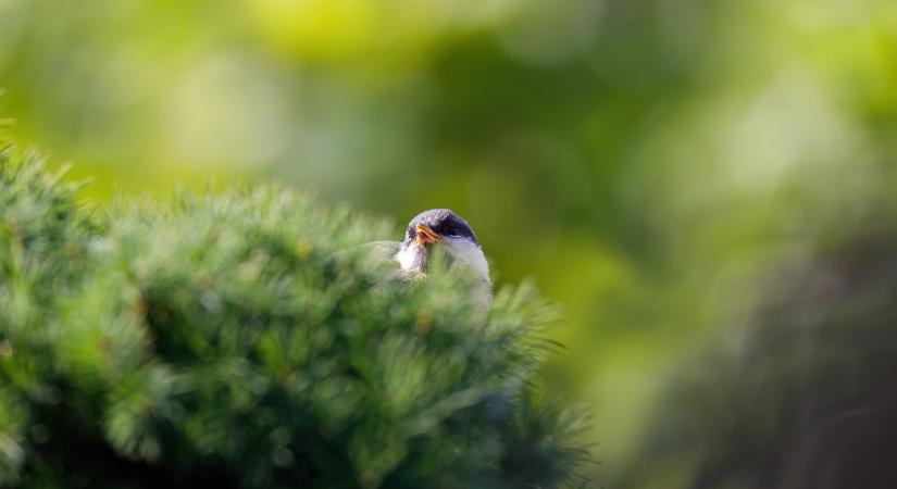 Tovább erősödik a tavaszi meleg