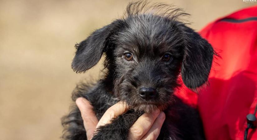 Kevesen fogadnak örökbe fekete kutyát – Mutatjuk, kik várnak most is szerető gazdira