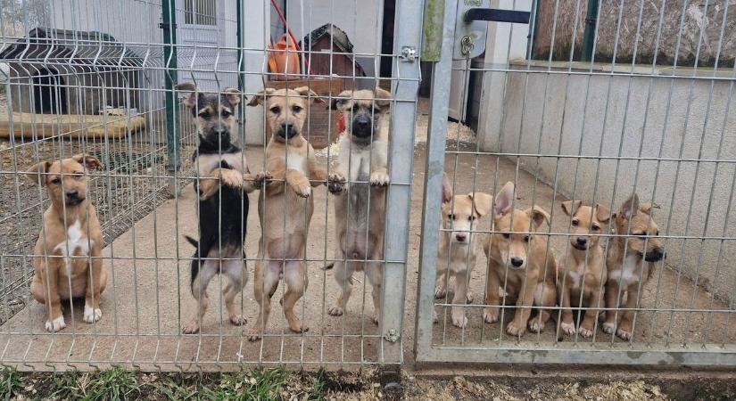 Ártatlanul vádolták őket, ma már ők a környék szuperhősei a zalai kisvárosban (videó)
