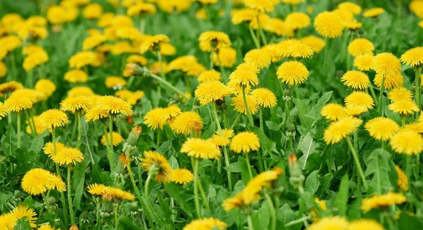 Tudjuk, hogy mindig is pitypang szerettél volna lenni, szóval ez a te játékod!