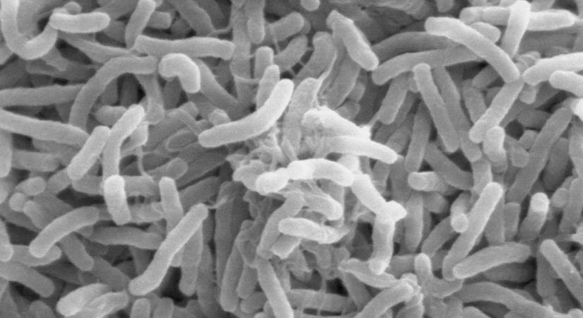 Megpiszkálták egy baktérium génjeit, ami ezután jön, az változást hozhat a rákgyógyításban