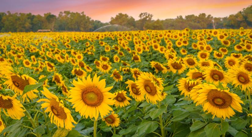 Fénybe fordul a napraforgó?