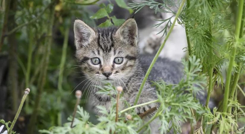 Megvan az ellenszer? A macskák hordozhatják a mellrák elleni fegyvert!