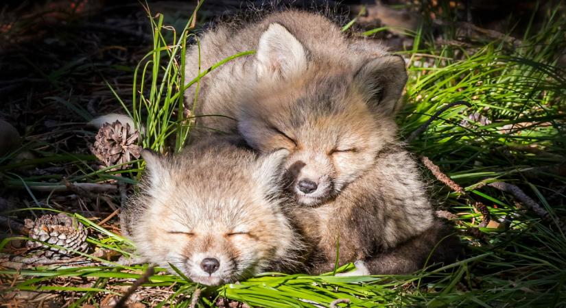 Az alváshiány tényleg butít: mérhetően csökken az intelligencia, ha nem alszunk eleget