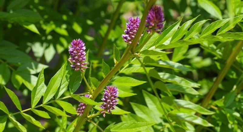 Világító fák! A kutatók misztikus felfedezést tettek