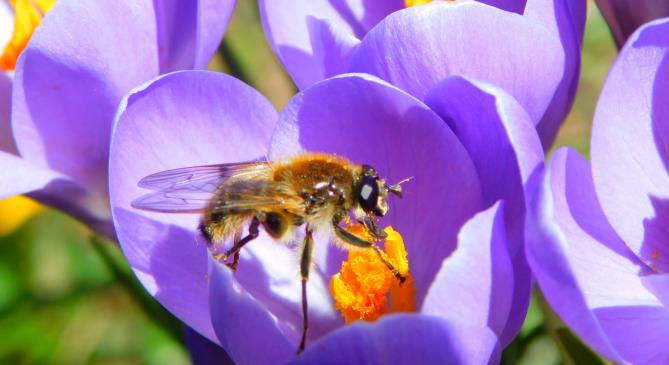 Fagyos hajnalokat, kora tavaszias nappalokat hoz a hétvége