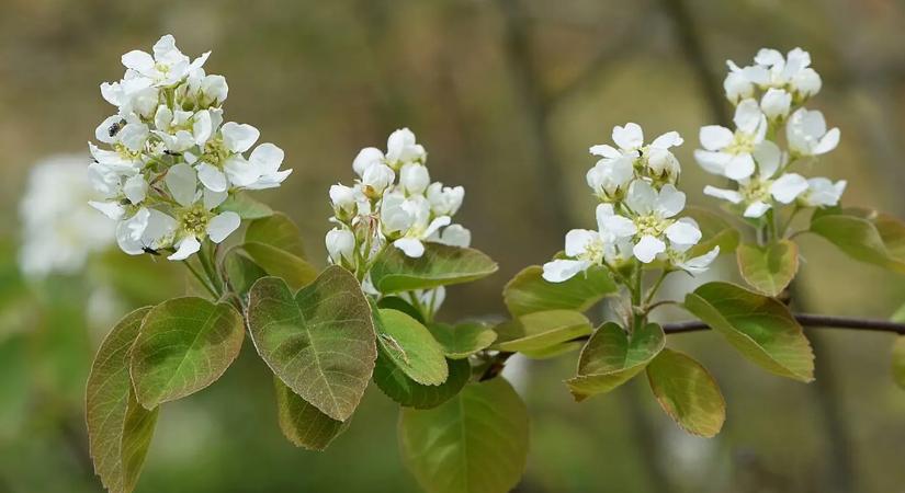 Lassítják az öregedést, több káliumot tartalmaz, mint a banán, és egészségesebbek, mint az áfonya, viszont nagyon kevesen ismerik