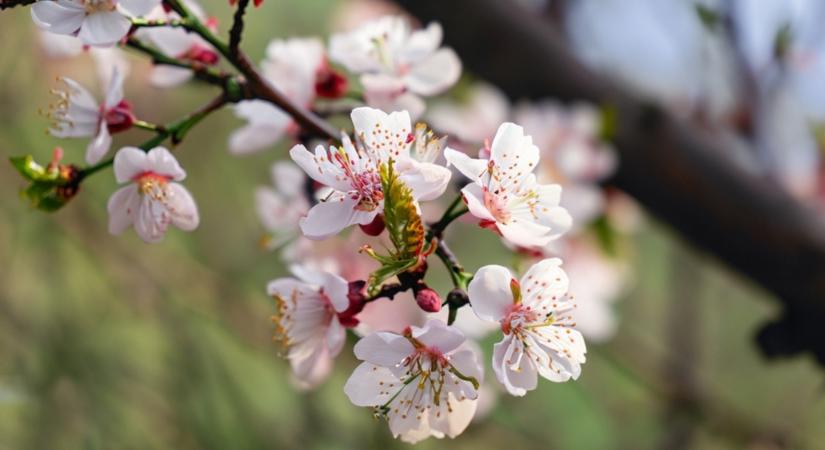 Kajszibarackfád van? Ezt a két dolgot most ne felejtsd el!