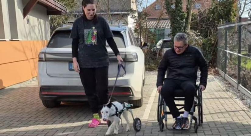 Megható pillanatok: Varjú Gábor és betege Marci kutyus együtt közlekednek kerekesszékben - videó