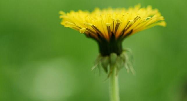 Érkezik a szimulátor, amelyben pitypangként kell tevékenykedned!