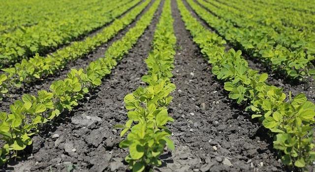 Hungaromet: a száraz időben a felszínközeli talajréteg száradása, szikkadása várható