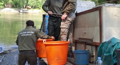 Javuló jogkövetés a haltelepítéseknél – a bejelentés és ellenőrzés közös érdek