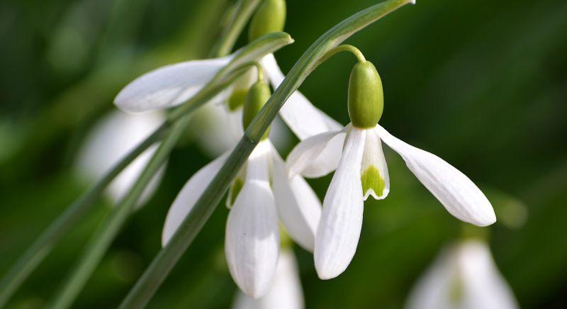 Helló, tavasz: hétvégén irány a kert, csak élvezzük a jó időt