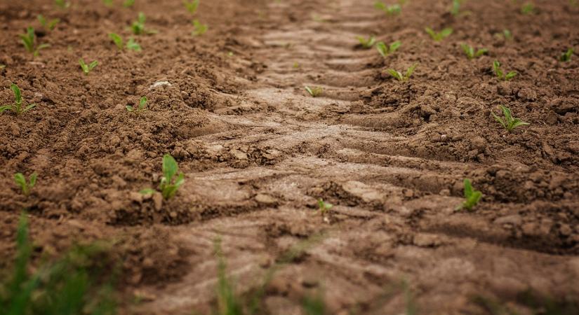 Hétvégi időjárás: Berobban a tavasz, de a hajnalok okozhatnak még gondot