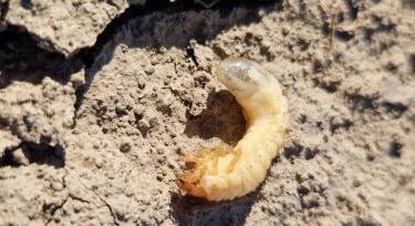 Tavaszi növényvédelmi kihívások a gyümölcsösökben