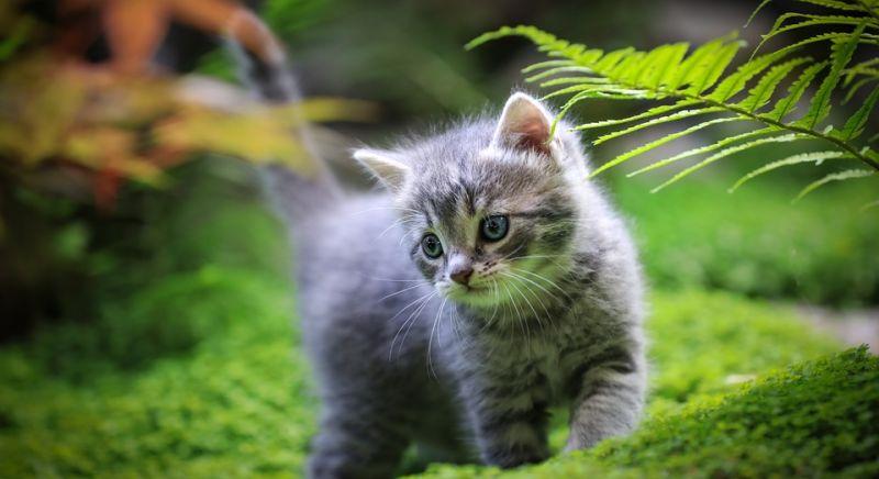 Ex-idegenlégiós felgyújtással fenyegette a cicamenhelyet