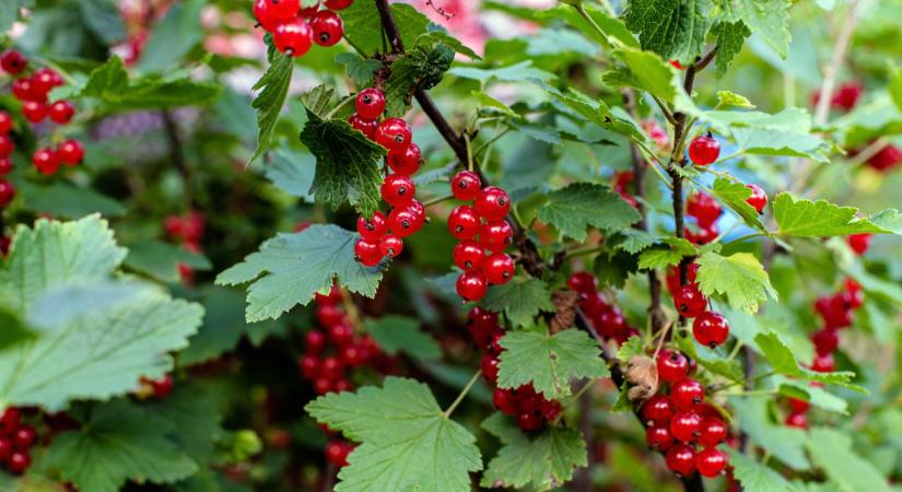 Itt a szupergyümölcs, ami nálunk is terem: sokat bír és igazi csodaszer