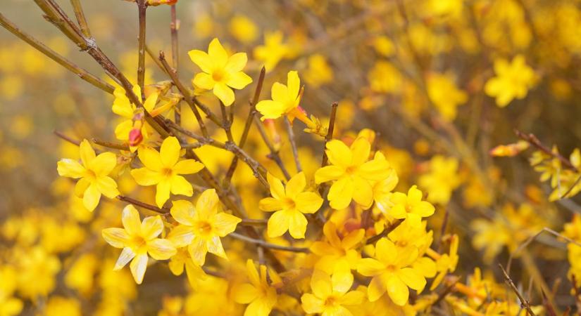 Napos időjárás várható, végre igazán megérkezik a tavasz hangulata