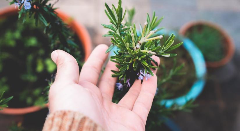 Ilyen gyógynövényt ültessen az ajtó elé, hogy elkerüljék a betegségek