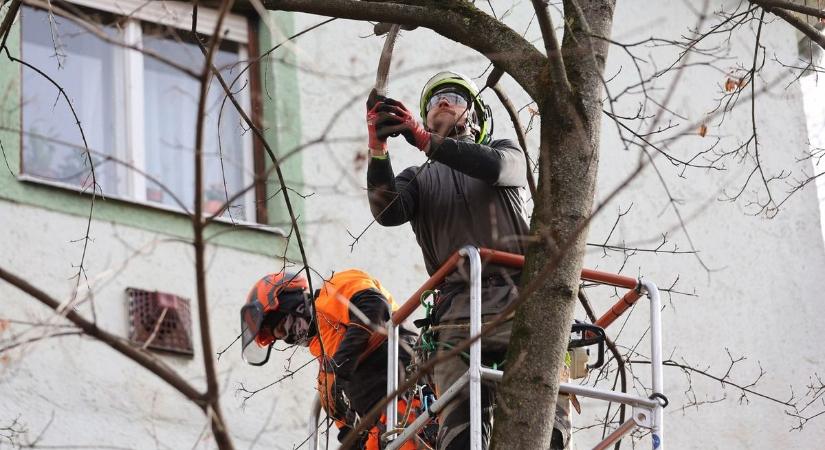 Drasztikus gallyazás indul Balatonszárszón