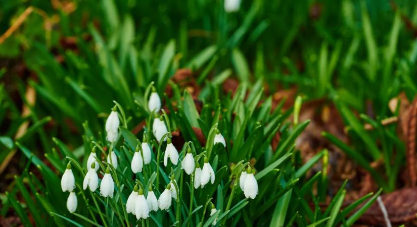 Tavaszias, verőfényes napsütéses idővel kecsegtet a hétvége