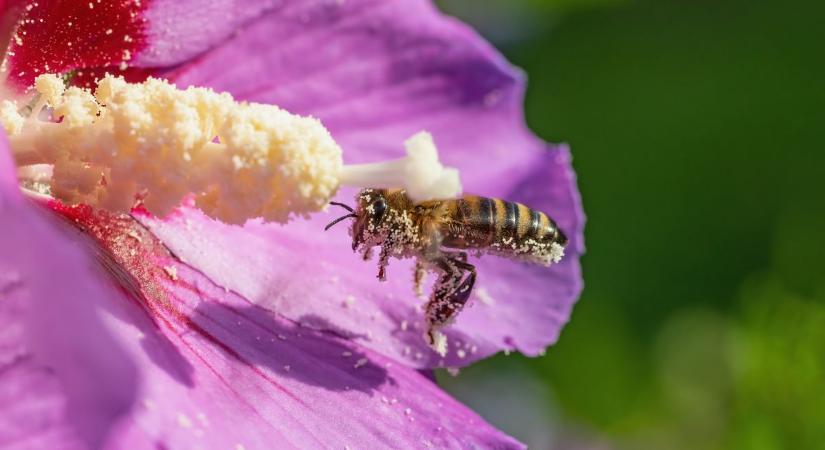 A trópusi növények is összezavarodnak a klímaváltozás miatt: ilyen hatással van rájuk