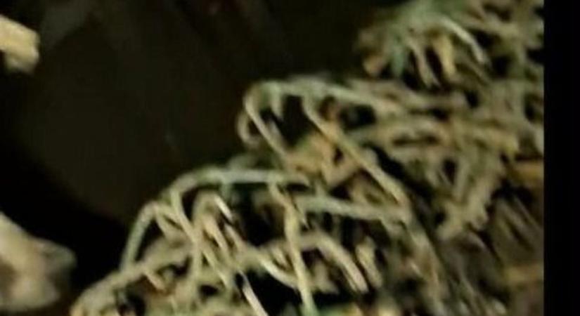 Új lakó a kertben, azt tanácsolták a nőnek, verje el seprővel!