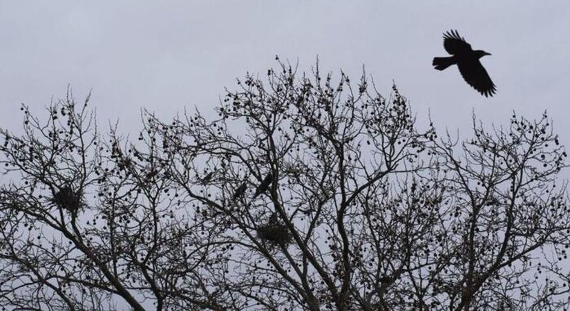 Végre: megvan a megoldás a varjak ellen!