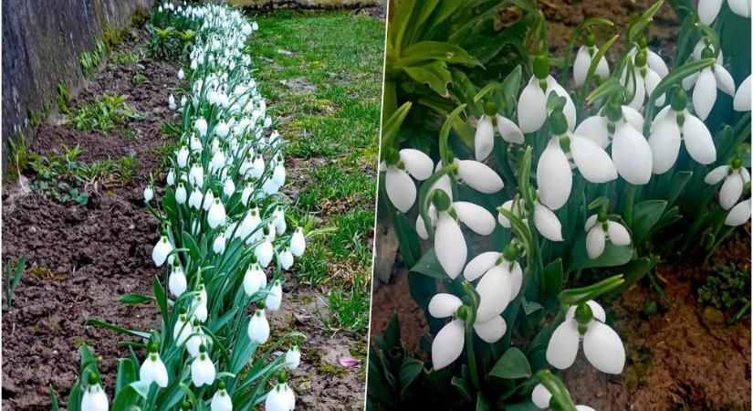 A dédnagymama öröksége: virágzó hóvirágmező a kertben