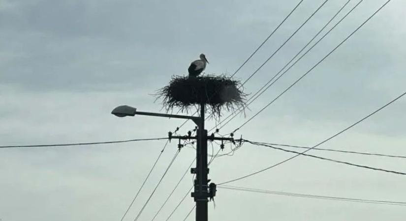 Megérkeztek a fehér gólyák: több településen is feltűntek a tavasz hírnökei