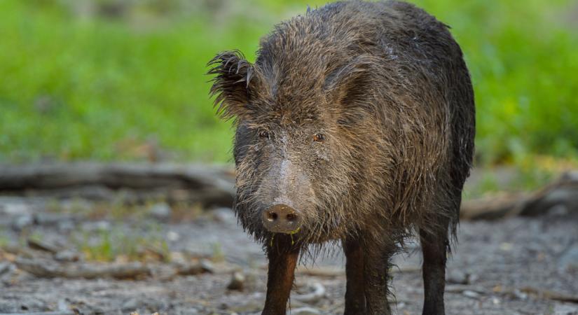 Most érkezett a hír: rendkívüli a helyzet Baranya megyében